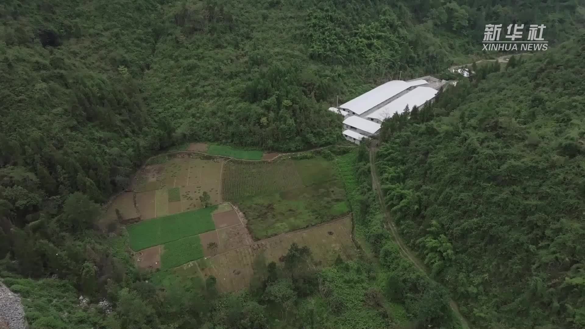 湖北来凤：硒都黑猪拱出致富路