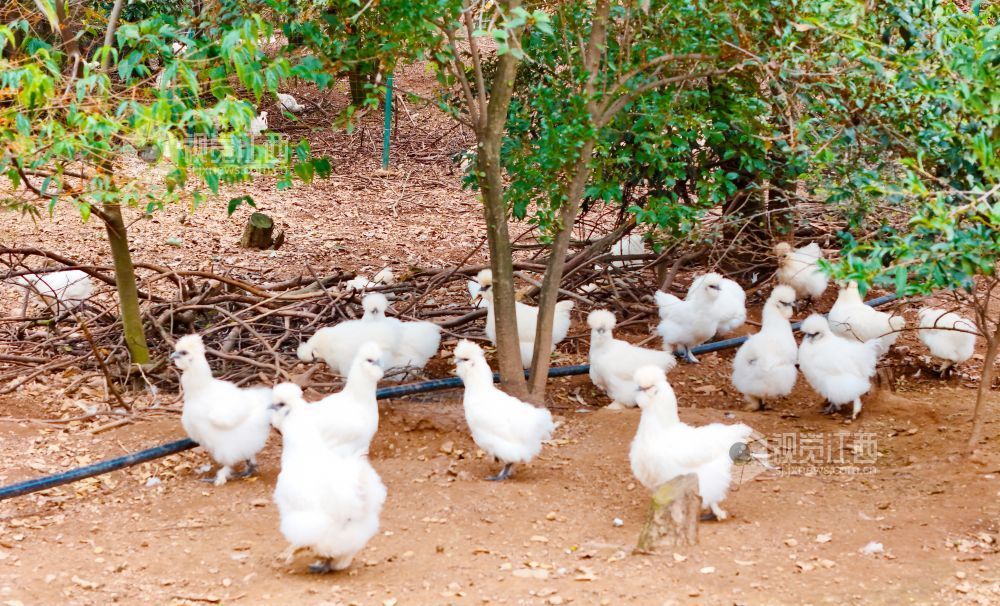 泰和：林下养乌鸡 助农致富路（图）