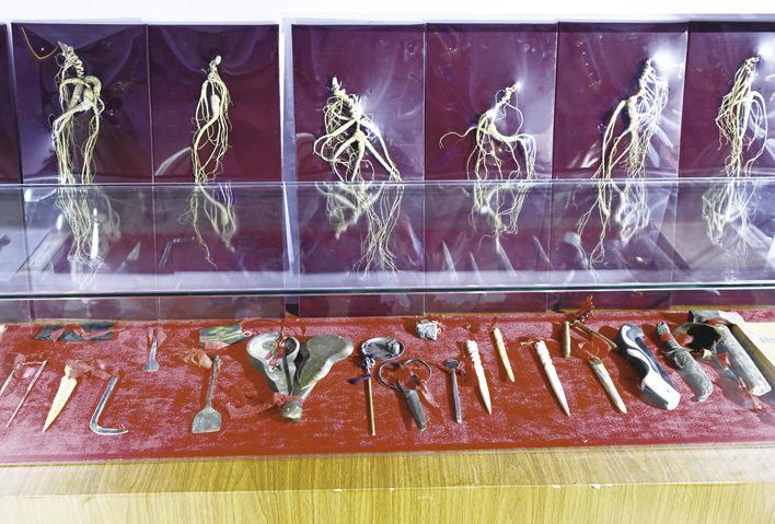 现场展示古老的采参工具。