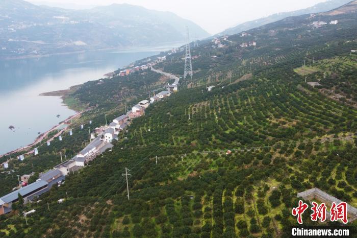 图为三峡库区两岸种满脐橙树。肖江川 摄