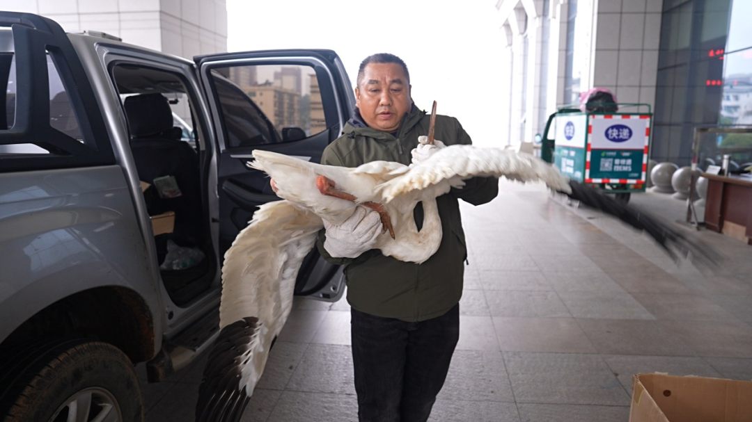 銅鼓成功救助國(guó)家一級(jí)保護(hù)動(dòng)物白鶴
