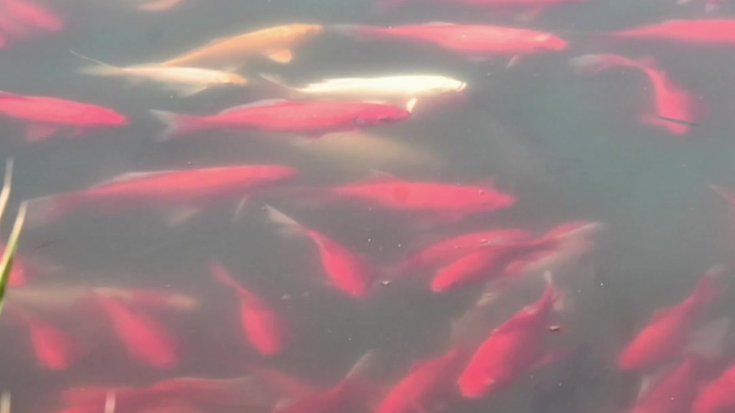 草圣故里文化产业园拍了拍你：遇见锦鲤好运连连