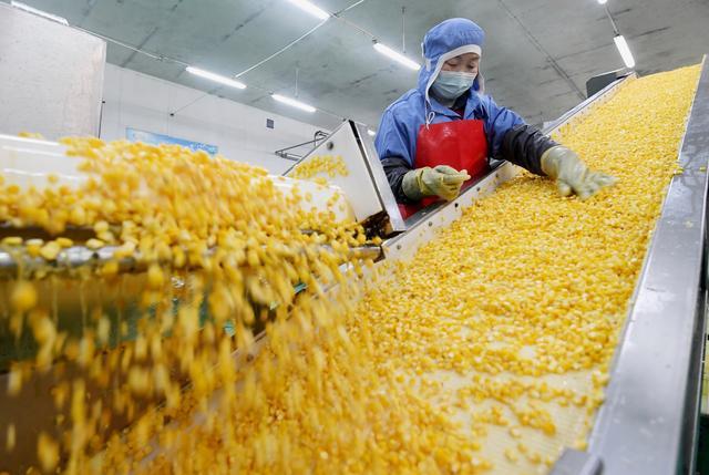 12月8日,在河北省晋州市一家罐头食品加工企业,工人在玉米罐头生产线上工作。新华社记者 杨世尧 摄