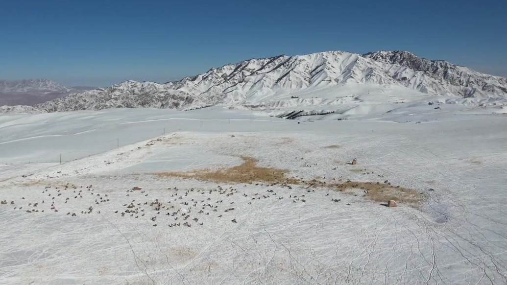 【视频】张掖肃南：科技助力草原放牧　无人机成为“新牧人”