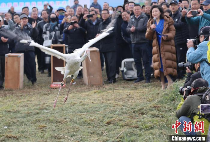 12月9日，在位于江西永修县吴城镇的鄱阳湖大湖池湿地，35只救护康复候鸟先后放飞回归大自然。王小龙 　摄