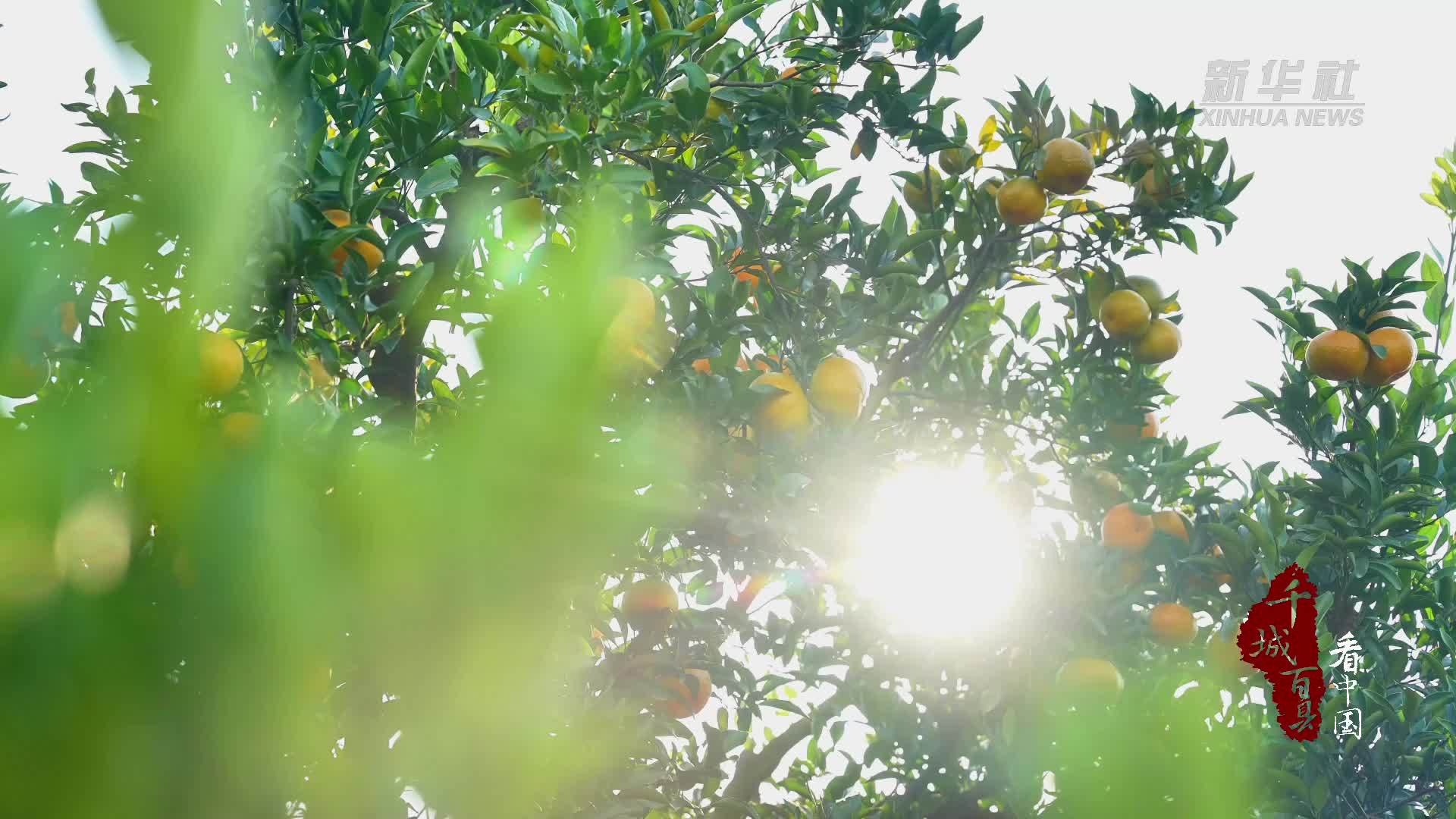 千城百县看中国｜福建长泰：芦柑熟了