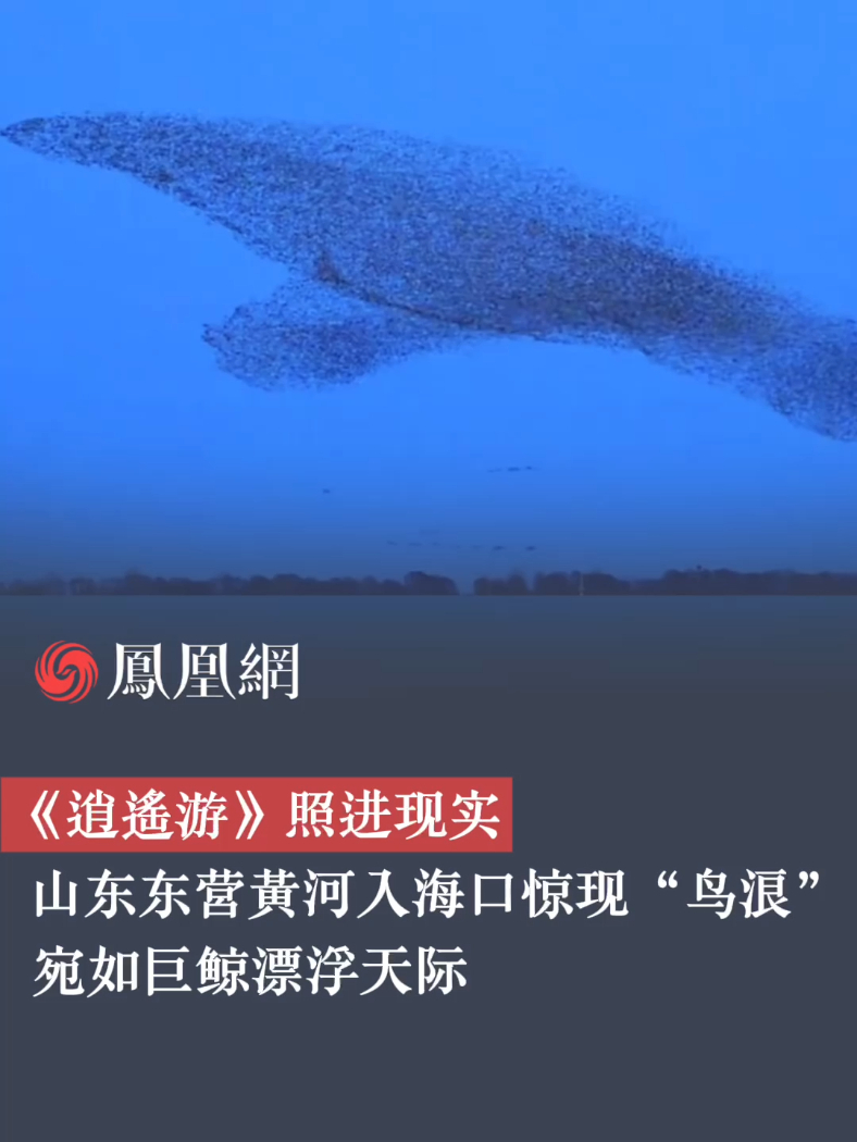 《逍遥游》照进现实：黄河入海口惊现“鸟浪”，宛如巨鲸漂浮天际（来源：@行摄时光 @起风了，）#山东 #黄河 #自然奇观 #文旅 #风光摄影