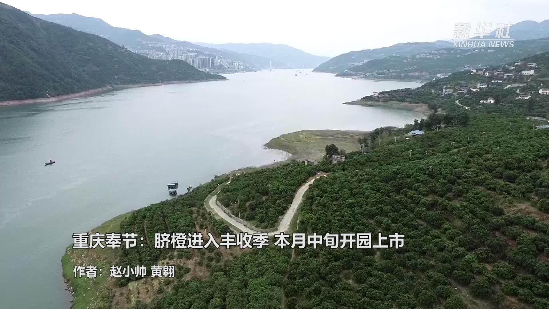 重庆奉节：脐橙进入丰收季 本月中旬开园上市