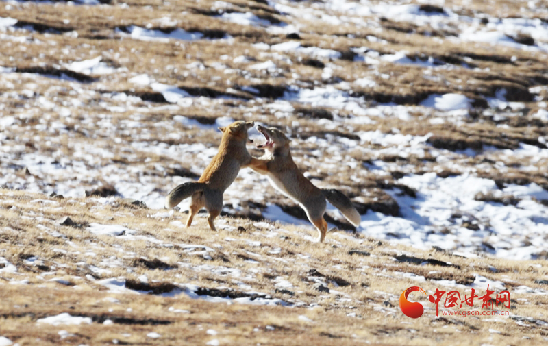 我的地盘我做主　祁连山下“狐王争霸”戏码十足