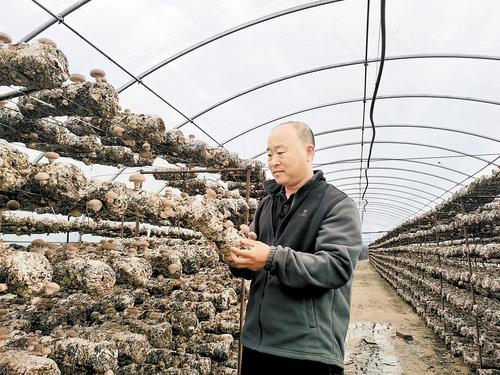9月14日，平泉市种菇大户高文彩在菇棚内检查越夏香菇生长情况。 本报记者 贡宪云摄