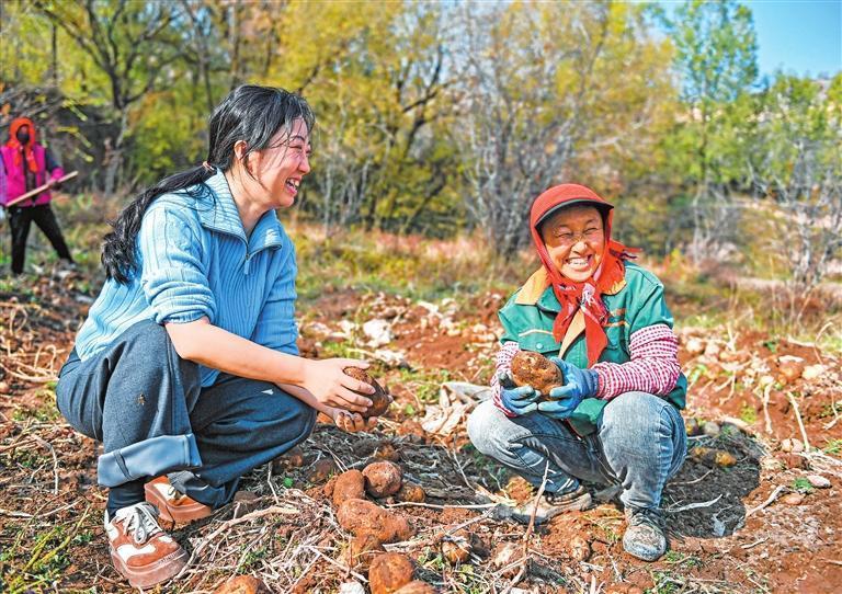 临夏州科技特派员冯坤蓉（左）和村民在试验田里采挖新品种马铃薯