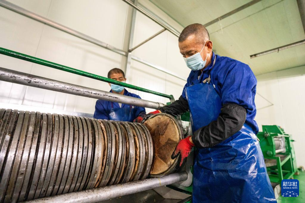 12月7日，工人在位于祁阳市八宝镇的湖南顾君茶油有限公司安装茶饼，准备榨油。