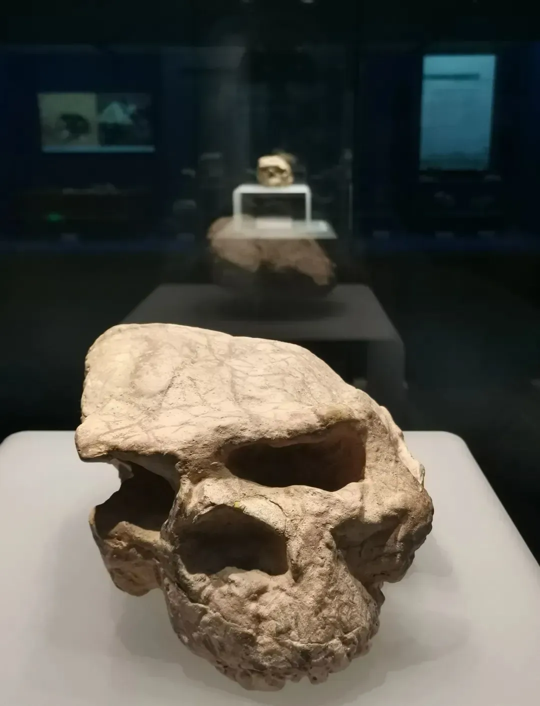 图/“郧县人”1号头骨化石