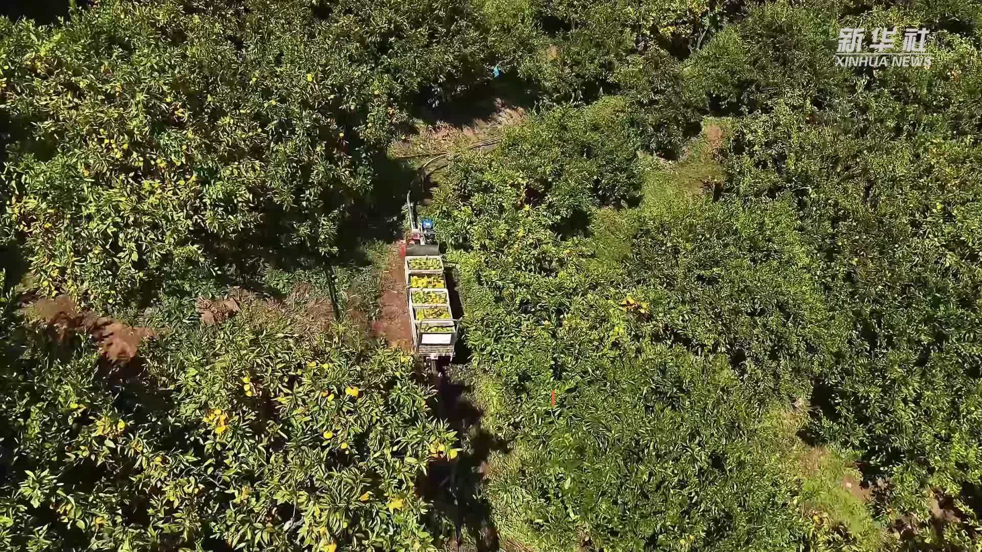 湖北襄阳：鲜果坐小火车下山 乘无人机出园