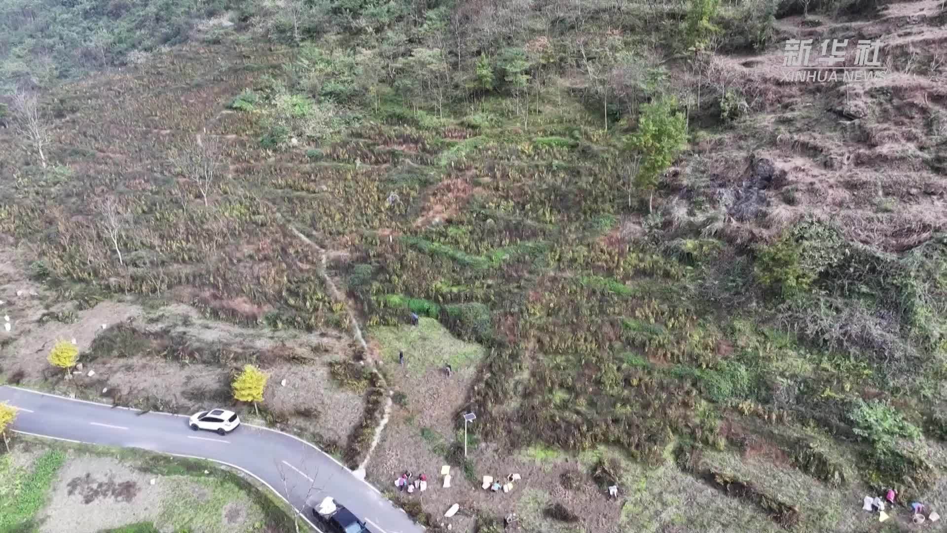 重庆南川：金“药”匙打开致富门