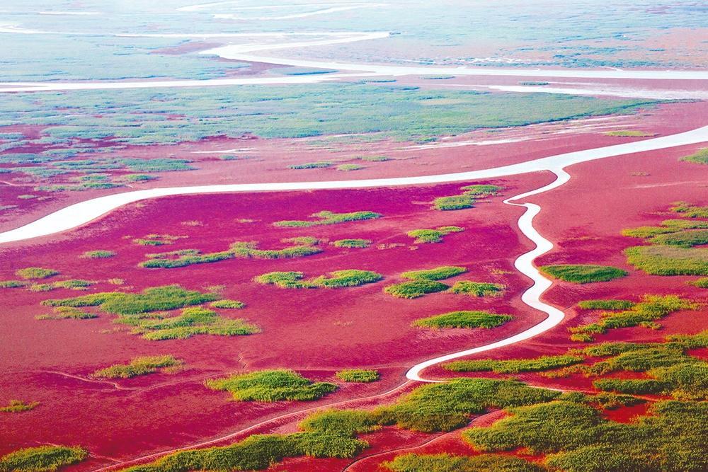 黄河三角洲国家级自然保护区湿地红毯 摄影：胡友文