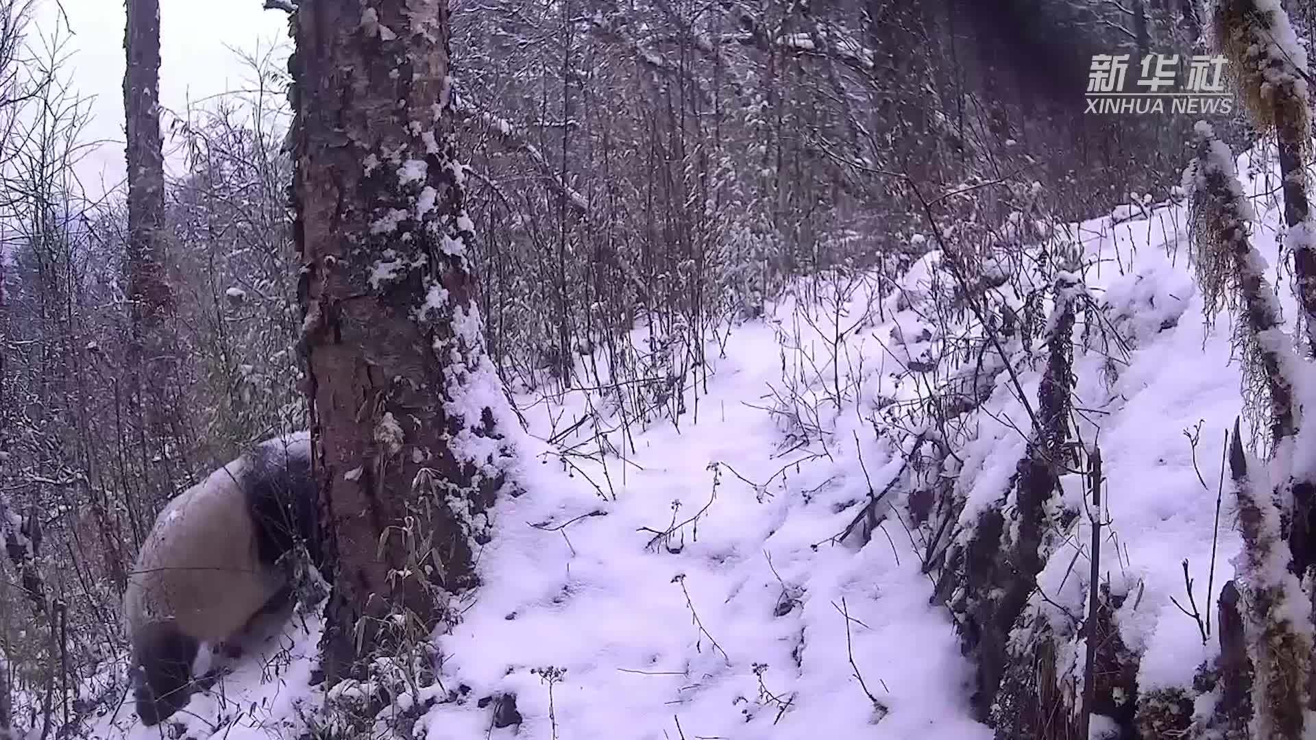 大熊猫国家公园北川片区记录到大熊猫雪地活动影像