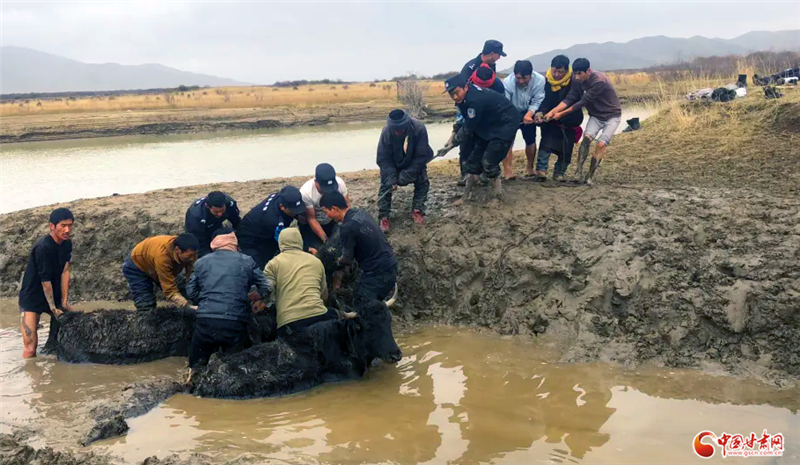 海拔3600米的马背骑警队20载护草原　成牧民最亲近的人
