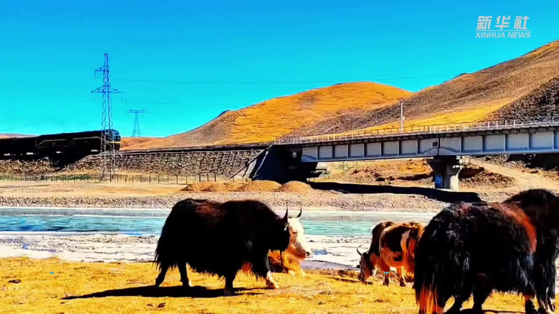 青藏铁路与“高原精灵”共绘和谐画卷