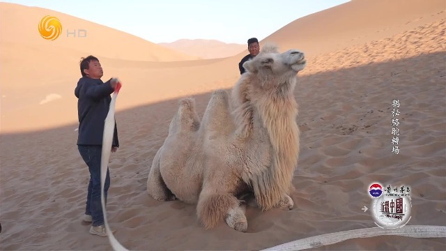 骆驼转场的残酷一面，怀孕的母骆驼撑不住，只能被牧民暂时扔下