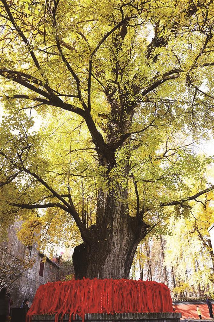 茂密的千年银杏树 通讯员供图