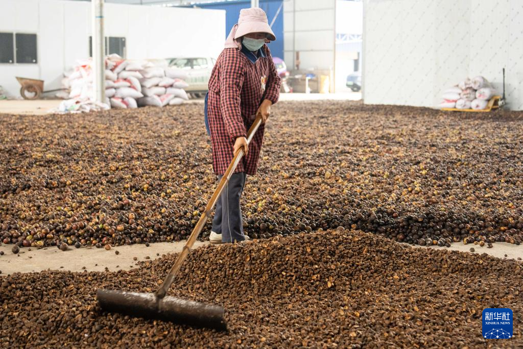 12月7日，工人在位于祁阳市八宝镇的湖南顾君茶油有限公司晾晒茶籽。