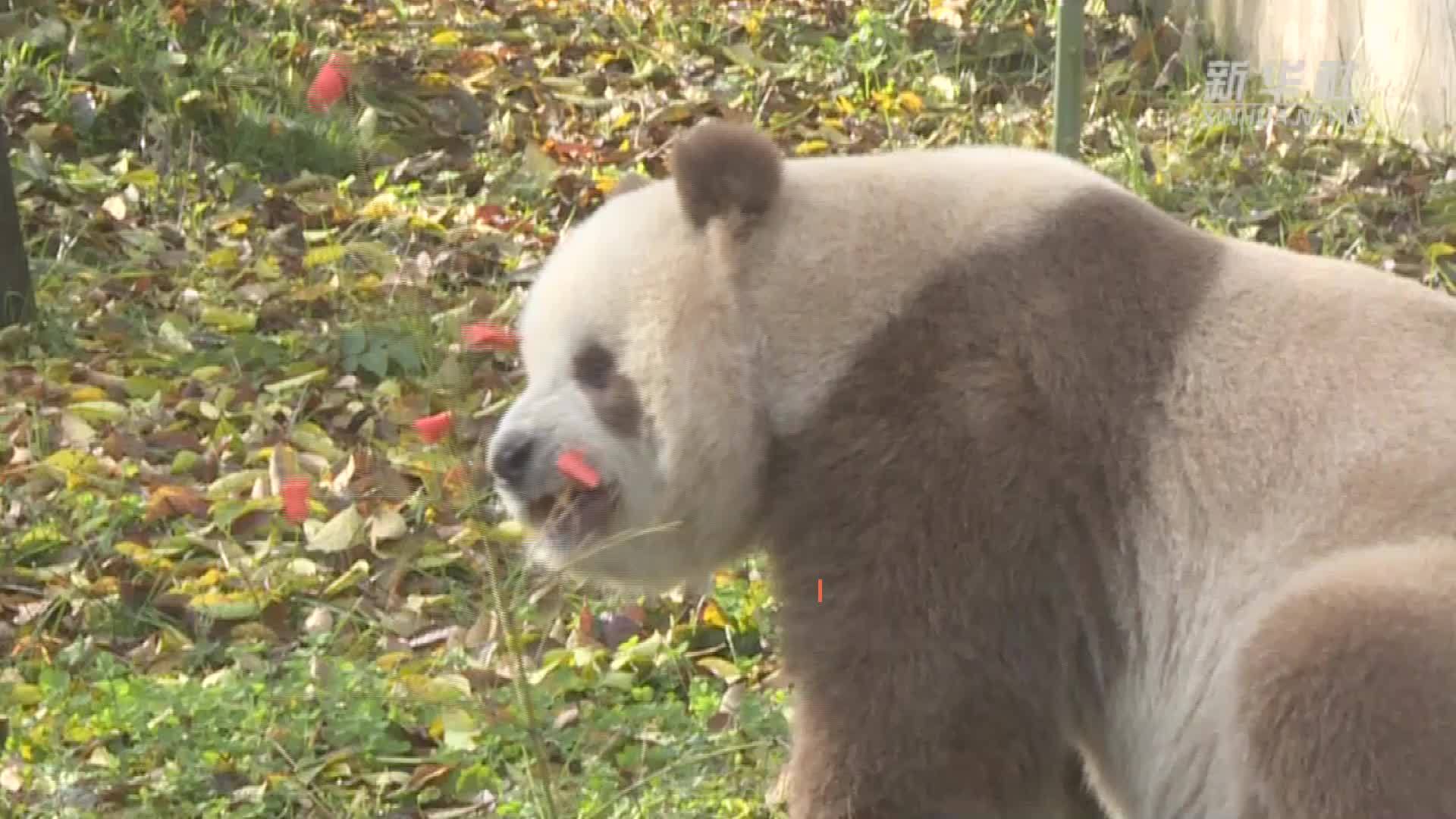 棕色大熊猫七仔享受美食胡萝卜