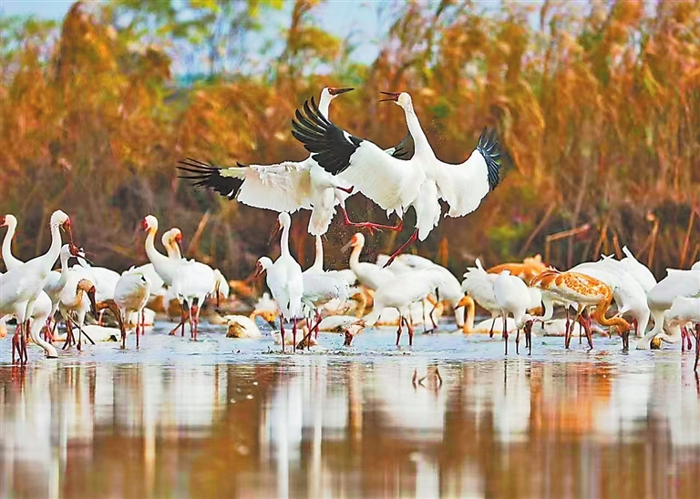 南昌高新区鲤鱼洲管理处白鹤小镇，白鹤正在藕田中觅食。