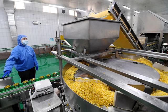 12月8日,在河北省晋州市一家罐头食品加工企业,工人在玉米罐头生产线上工作。新华社记者 杨世尧 摄