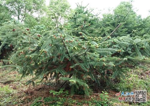 陈山红心杉1.5代种子园结实优良单株