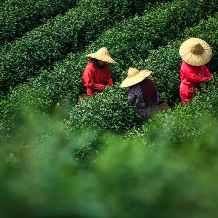 一杯香茶