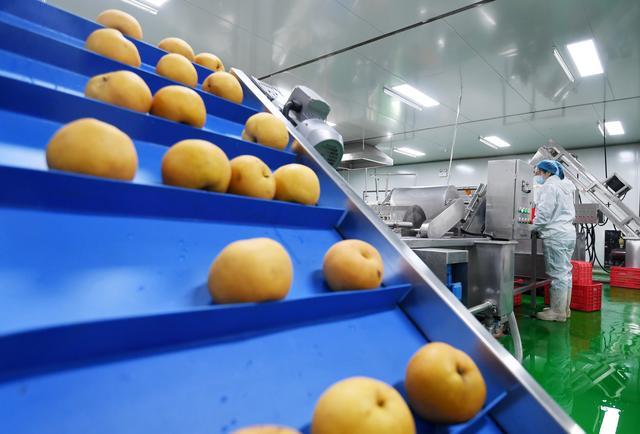 12月8日,在河北省晋州市一家果品深加工企业,工人在果汁生产线上工作。新华社记者 杨世尧 摄