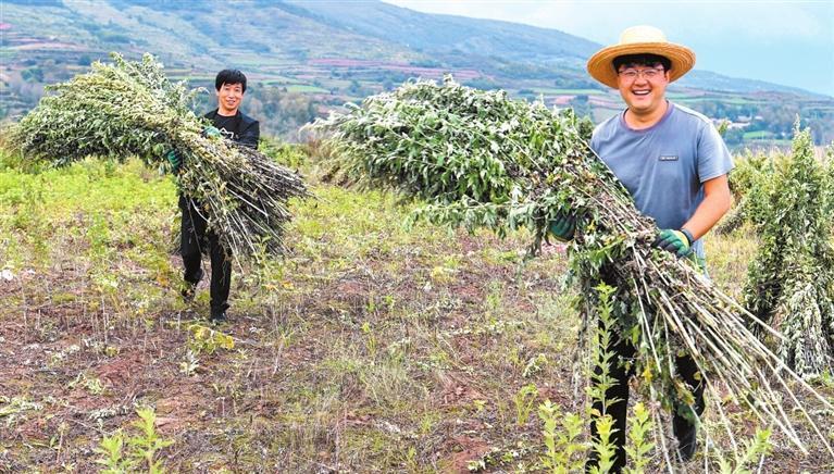 渭源县科技特派员赵树鸿（右）在收割艾草