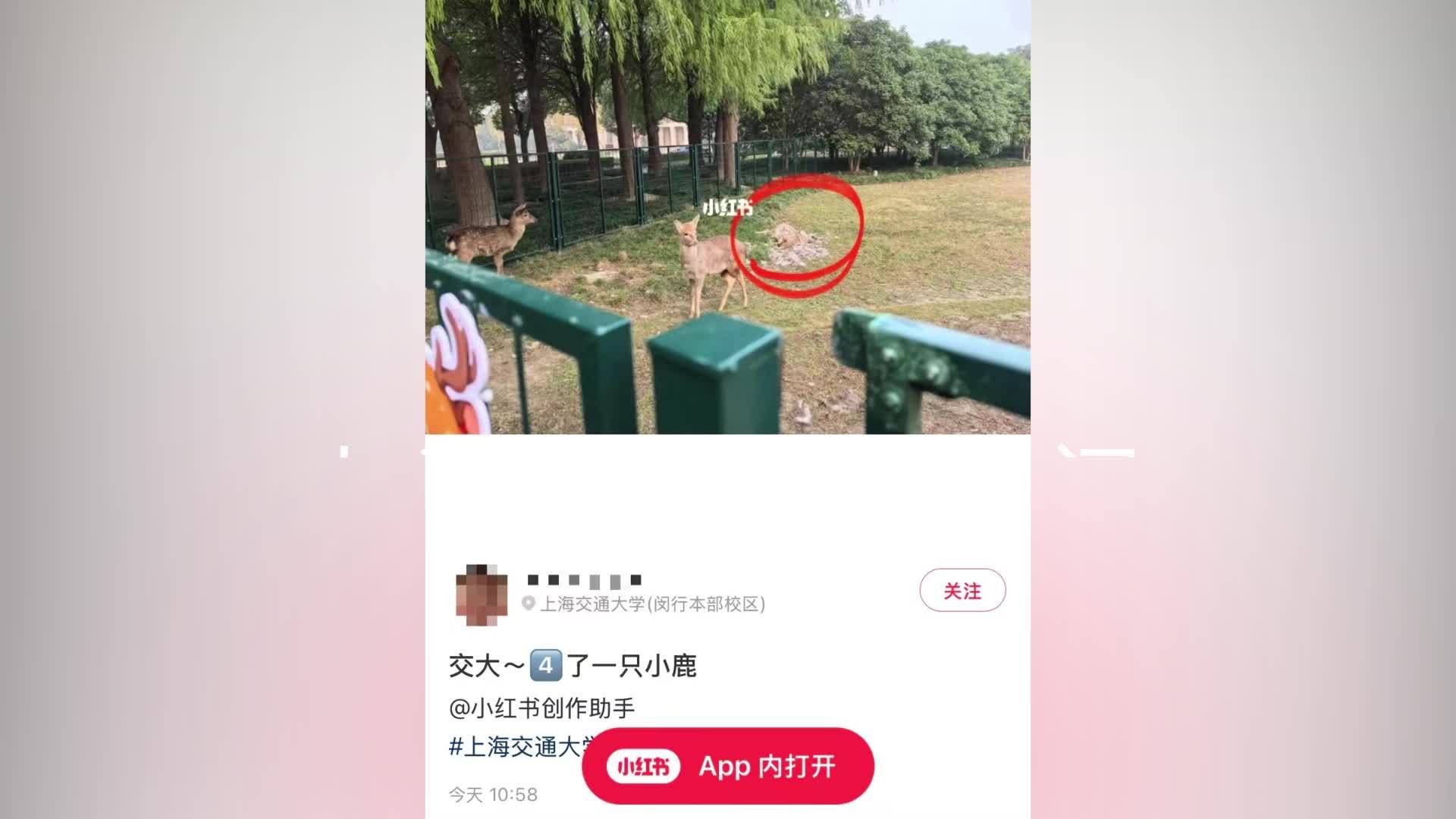 上海交大小鹿疑似遭动物攻击致1死1伤，专家：也不排除发病死亡再被貉分食