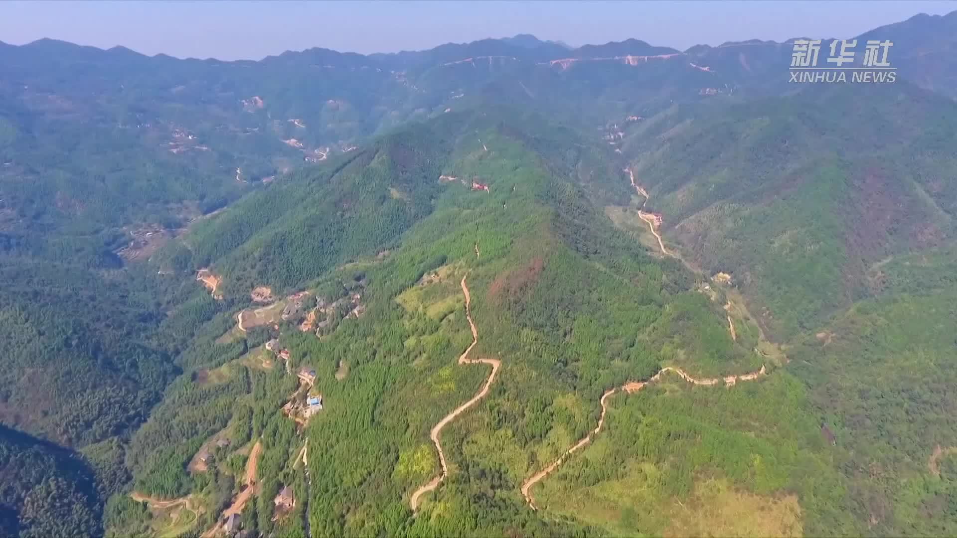 湖南冷水滩：技术赋能 林下种植赤松茸