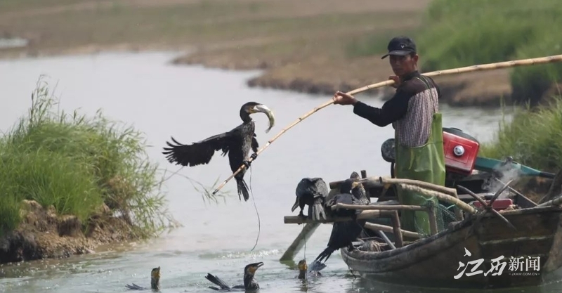 ▲鄱阳县“鸬鹚捕鱼”(来源:鄱阳发布)