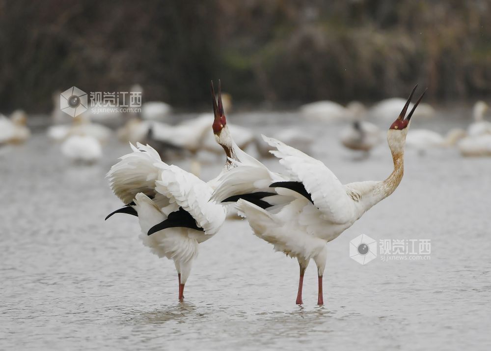 全球98%的白鹤为何在江西越冬