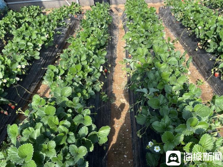 草莓大棚里正在生长的草莓