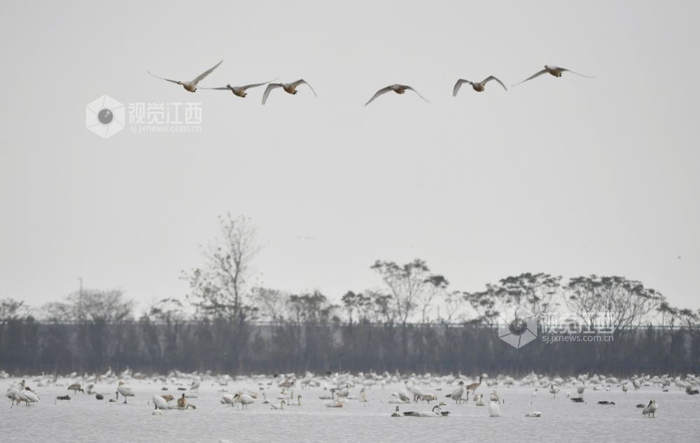 全球98%的白鹤为何在江西越冬