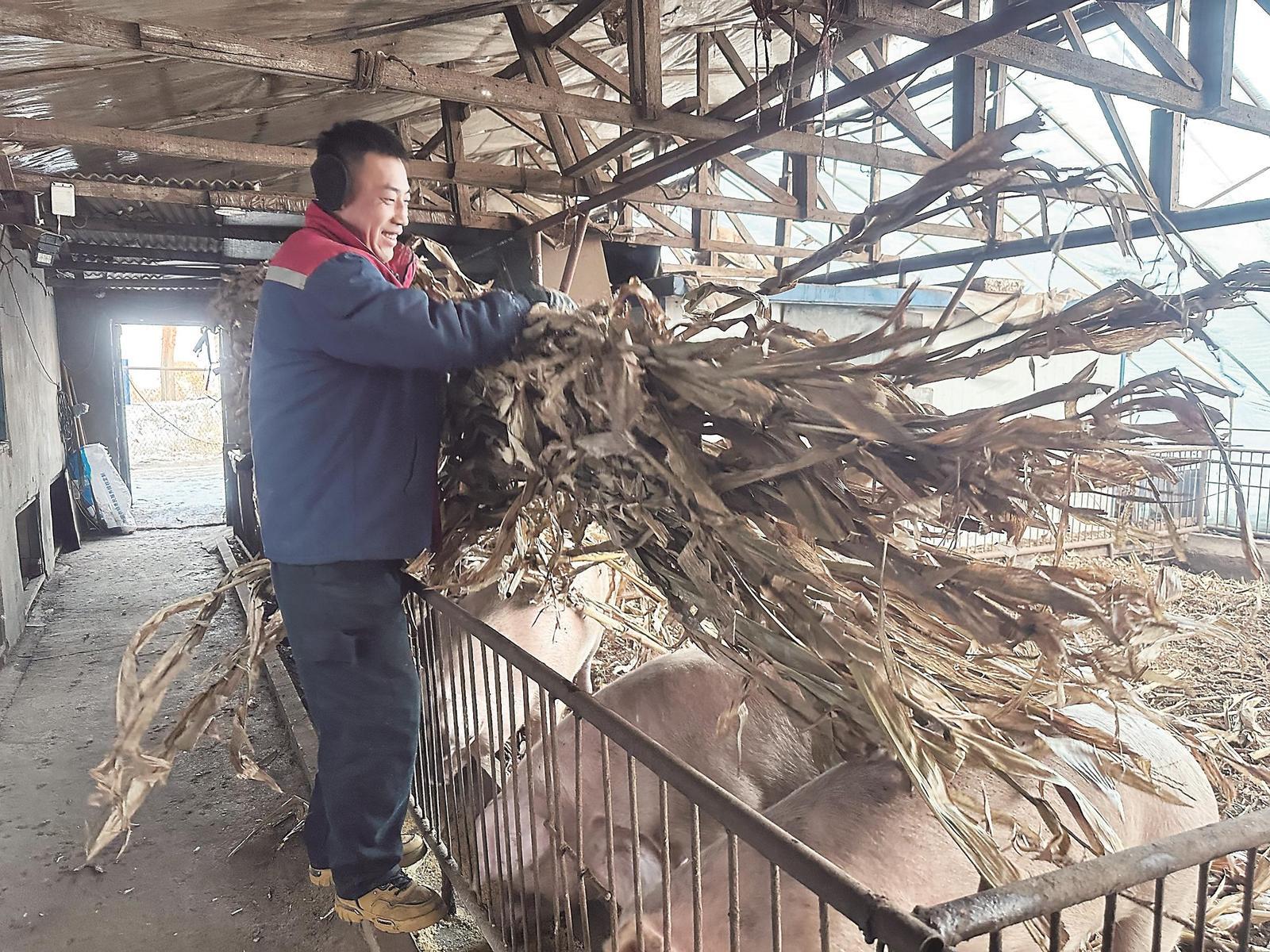 在长春市双阳区齐家镇郭家村的吉林世杰农牧技术开发有限公司，工人正在给生猪喂玉米秸秆。 本报记者 王伟 摄