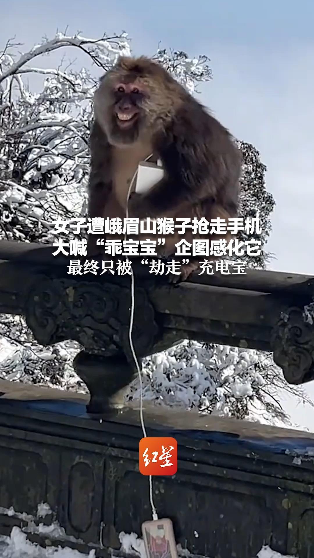 女子遭峨眉山猴子抢走手机  大喊“乖宝宝”企图感化它 最终只被“劫走”充电宝