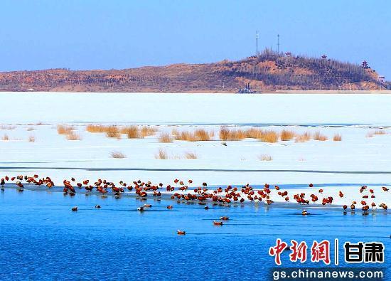 石羊河湿地公园成为鸟类天堂，尽显生态和谐之美。 马爱彬　摄