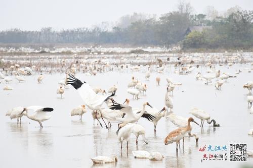 五星白鹤保护小区