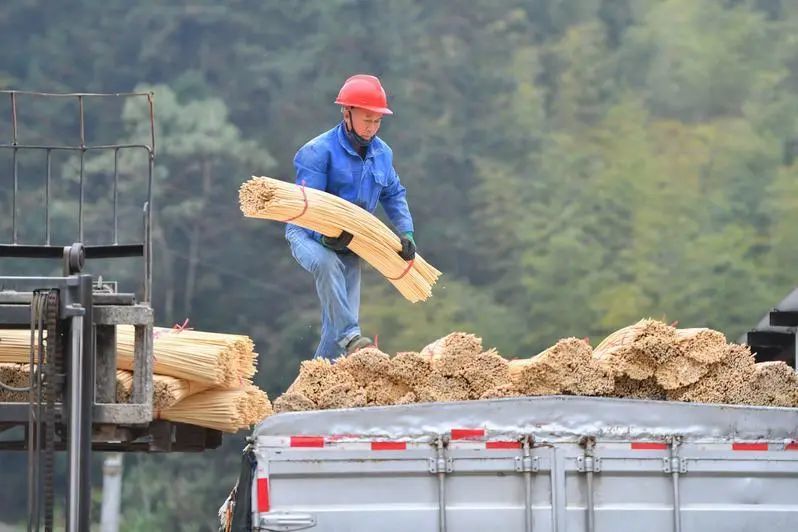 12月10日，村民在湖南省郴州市桂东县清泉镇桥头乡侠头村一家楠竹初加工企业将楠竹半成品装车。新华社记者 陈泽国 摄