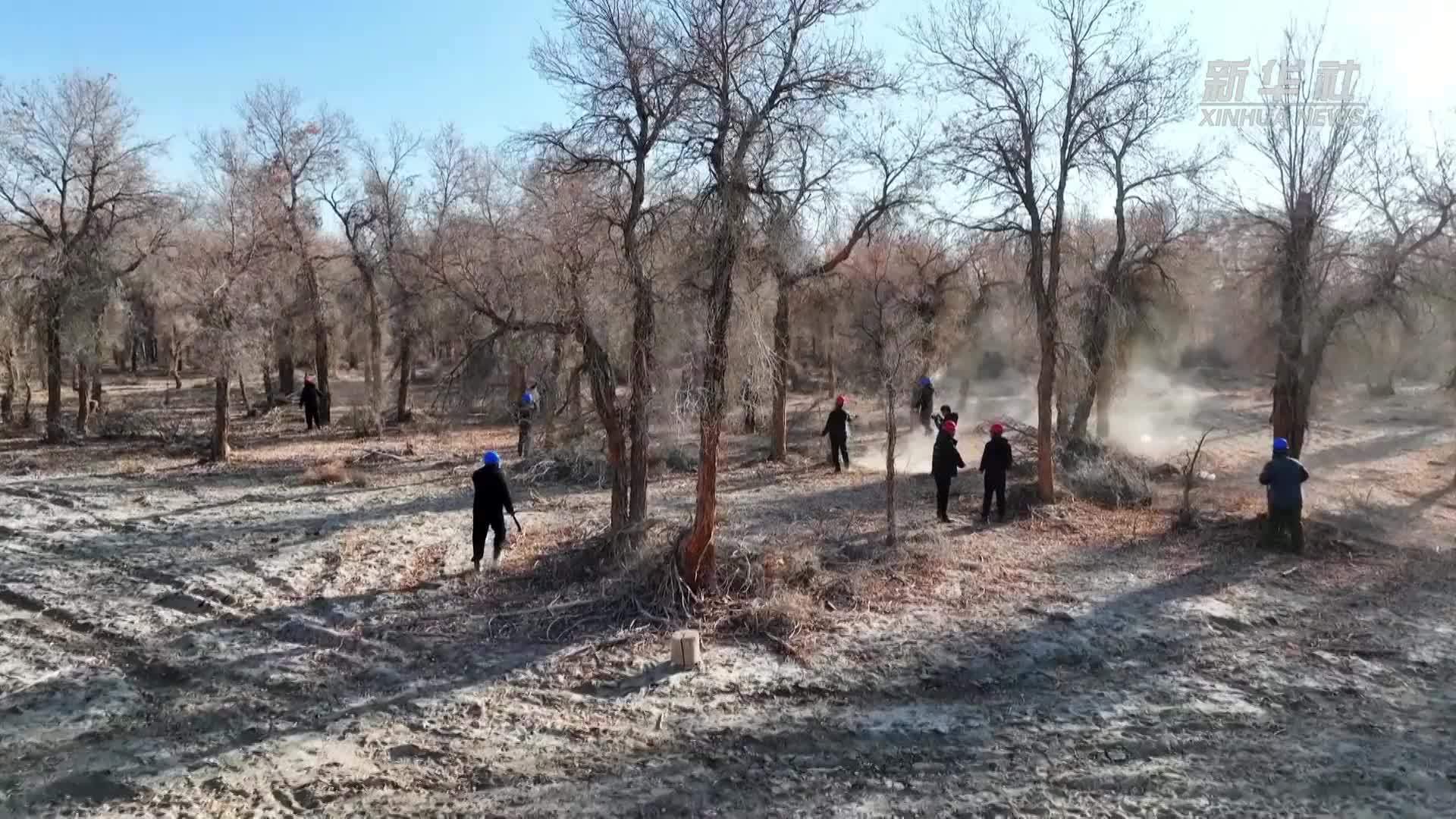新疆轮台县：冬季抚育为6.79万亩胡杨“舒筋活血”