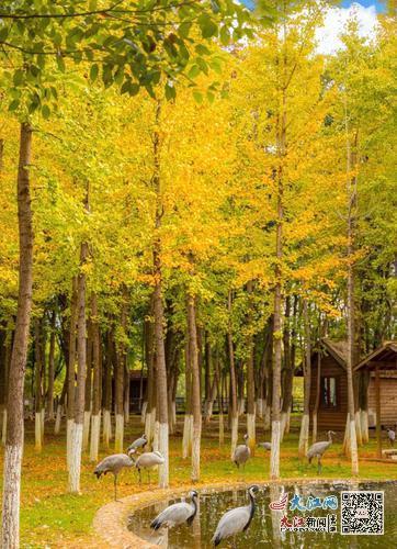 艾溪湖森林湿地公园的银杏(刘攀摄)