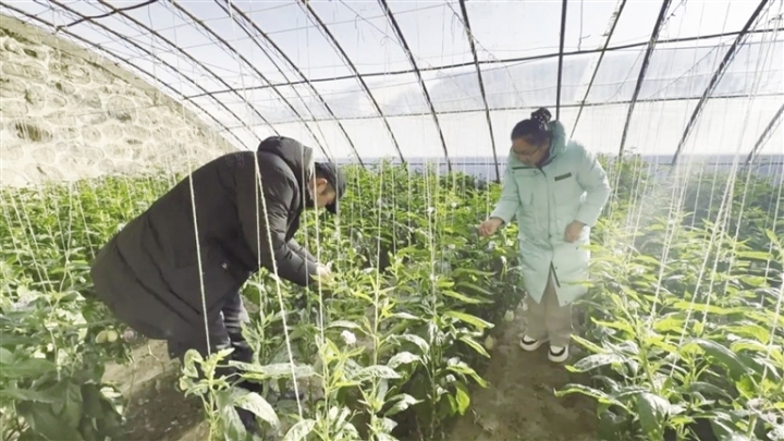 调结构优产业强基础补短板　阿克塞这样深耕"三农"沃土