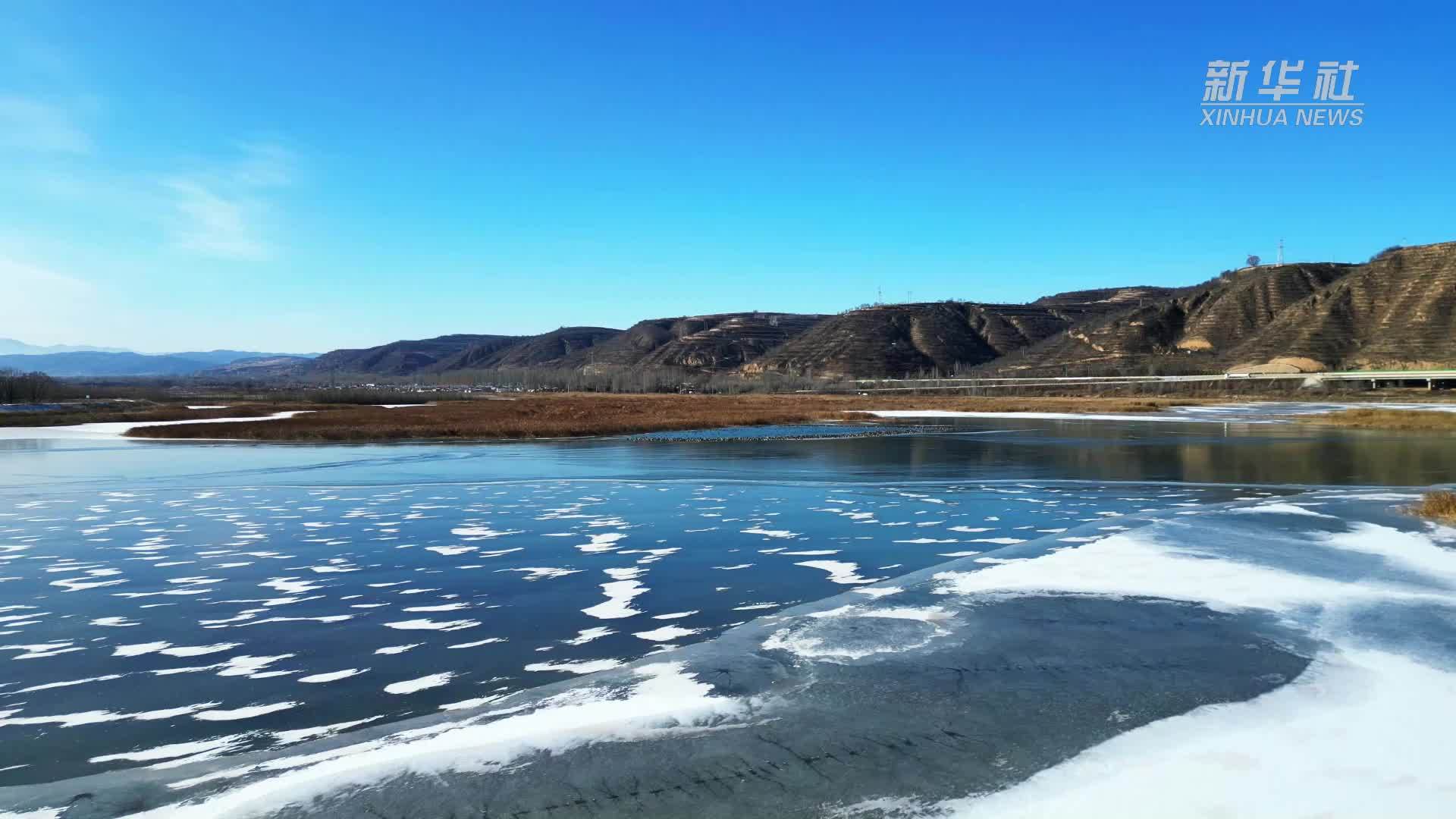 宁夏彭阳：赤麻鸭越冬 寒境焕生机