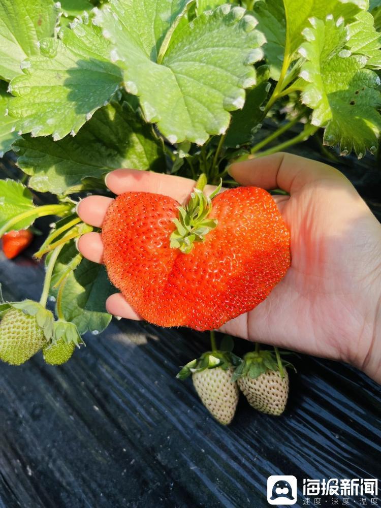 记者在草莓大棚采摘园看到一只草莓，约有半个手掌大