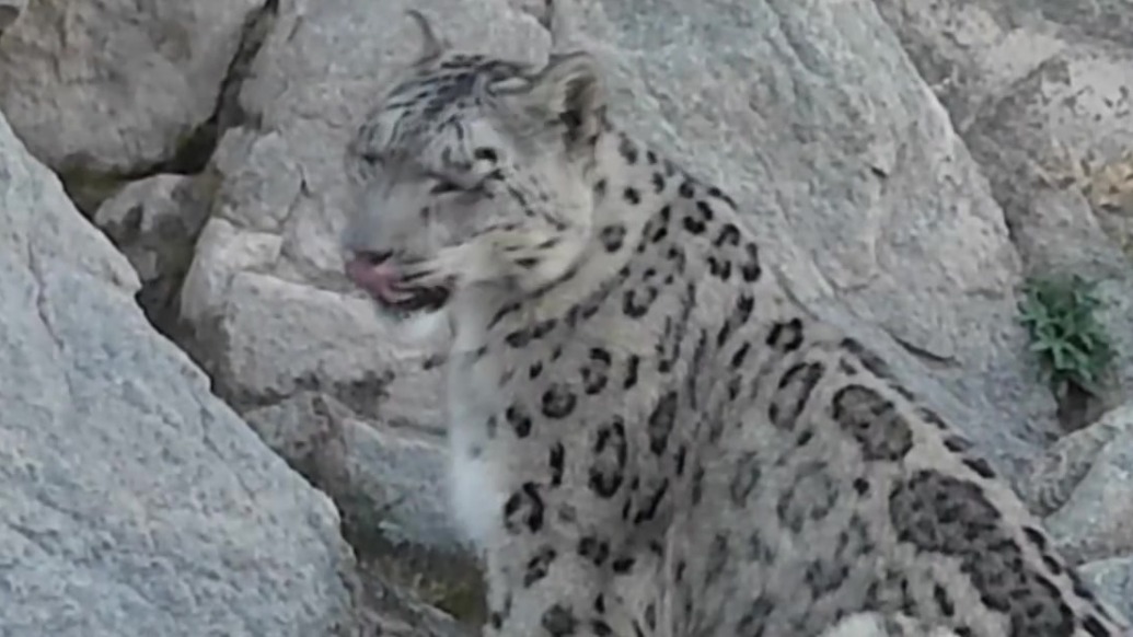甘肃肃北马鬃山保护区现雪豹踪迹
